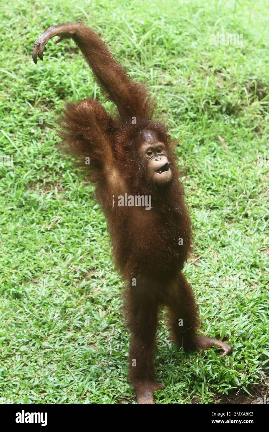 The orangutan Stock Photo