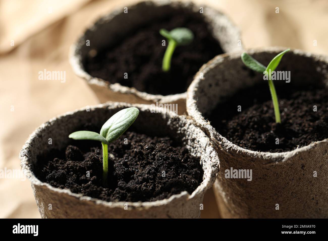 Young seedlings in peat pots on table Stock Photo - Alamy