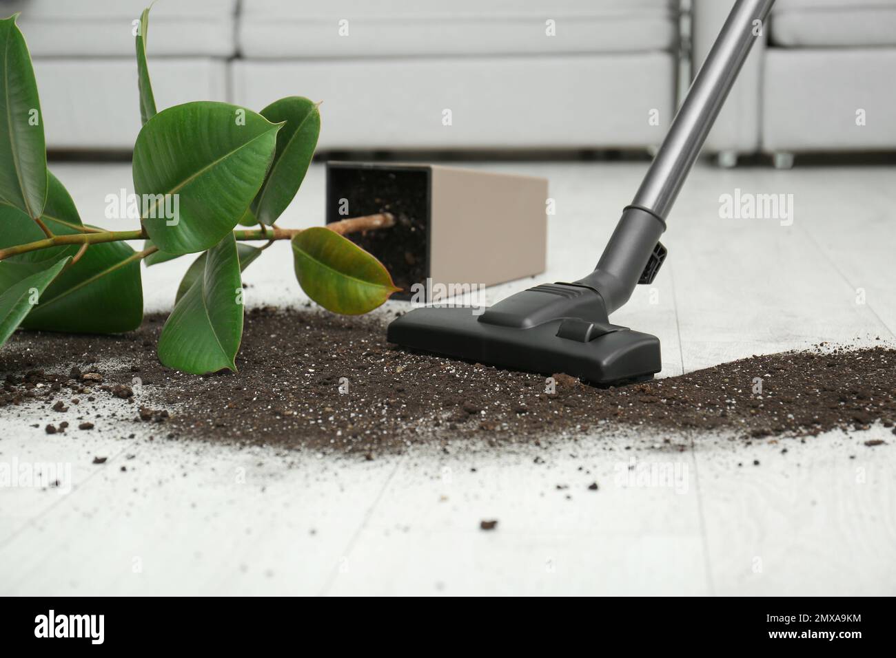 Removing soil from wooden floor with vacuum cleaner at home Stock Photo