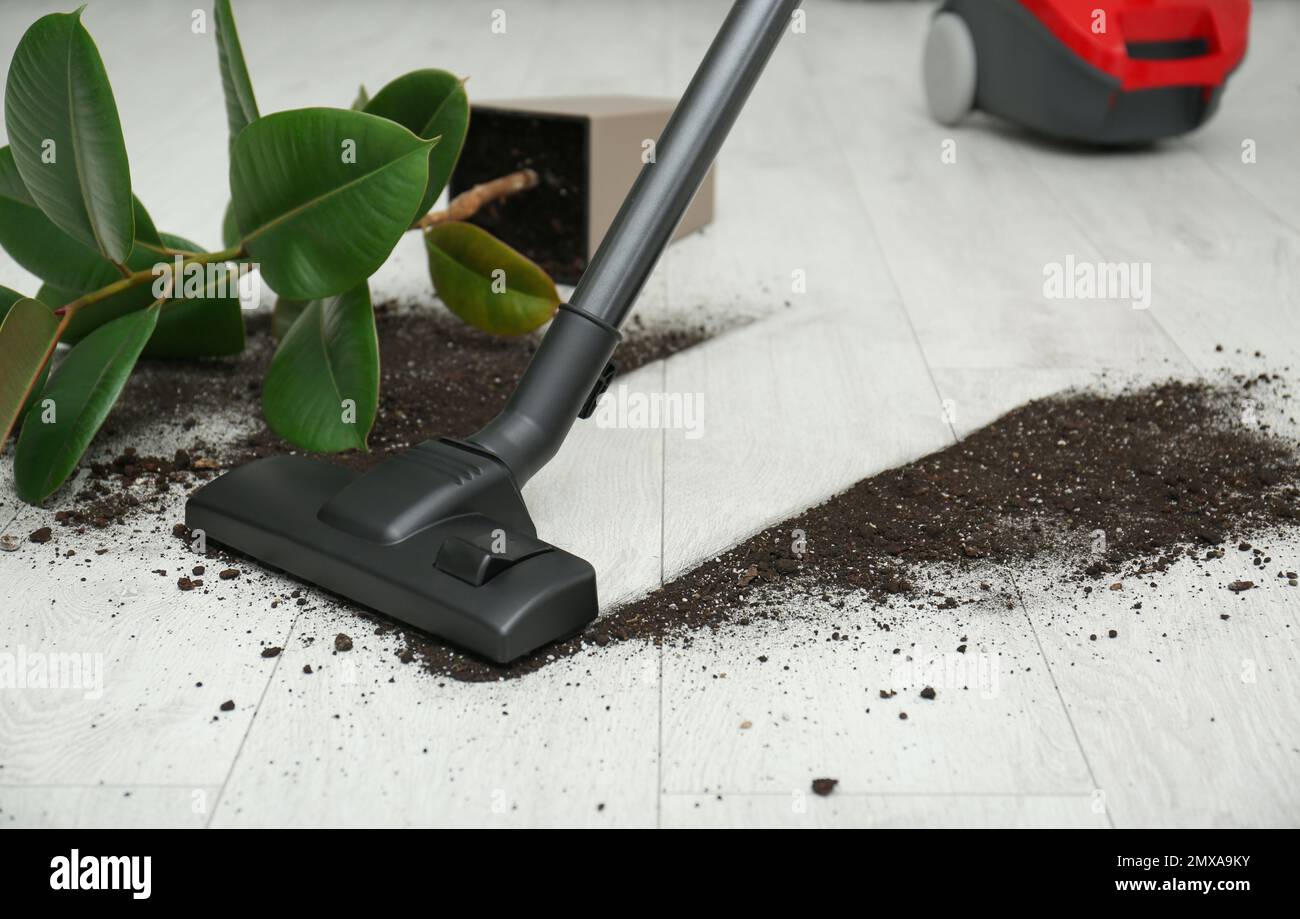 Removing soil from wooden floor with vacuum cleaner at home Stock Photo