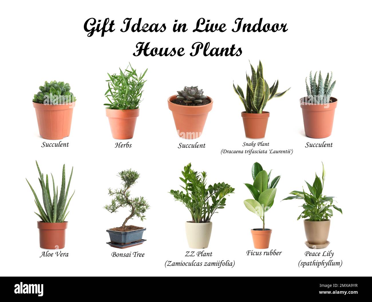 Set of different houseplants on white background. Best gifts for plant
