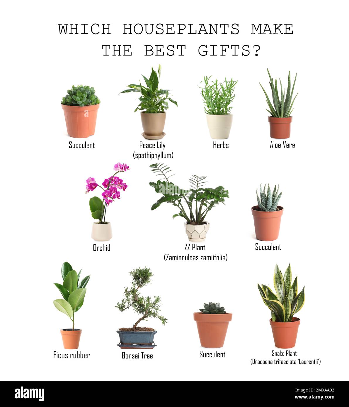 Set of different houseplants on white background. Best gifts for plant