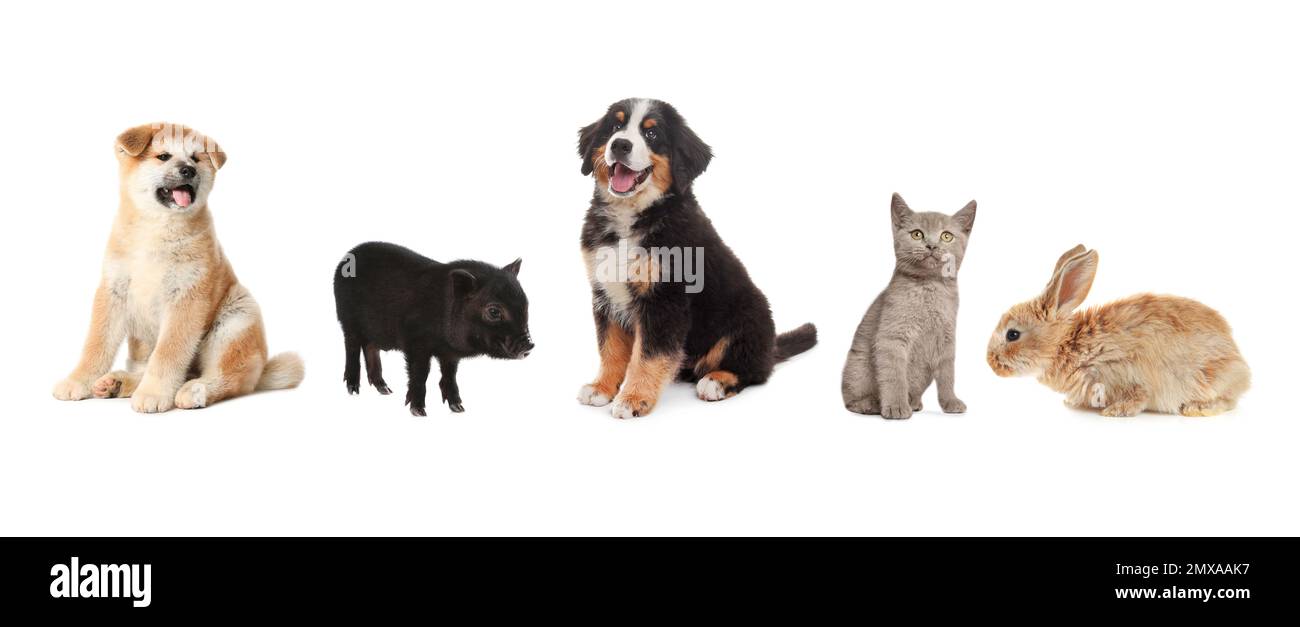 Collage with different adorable baby animals on white background ...
