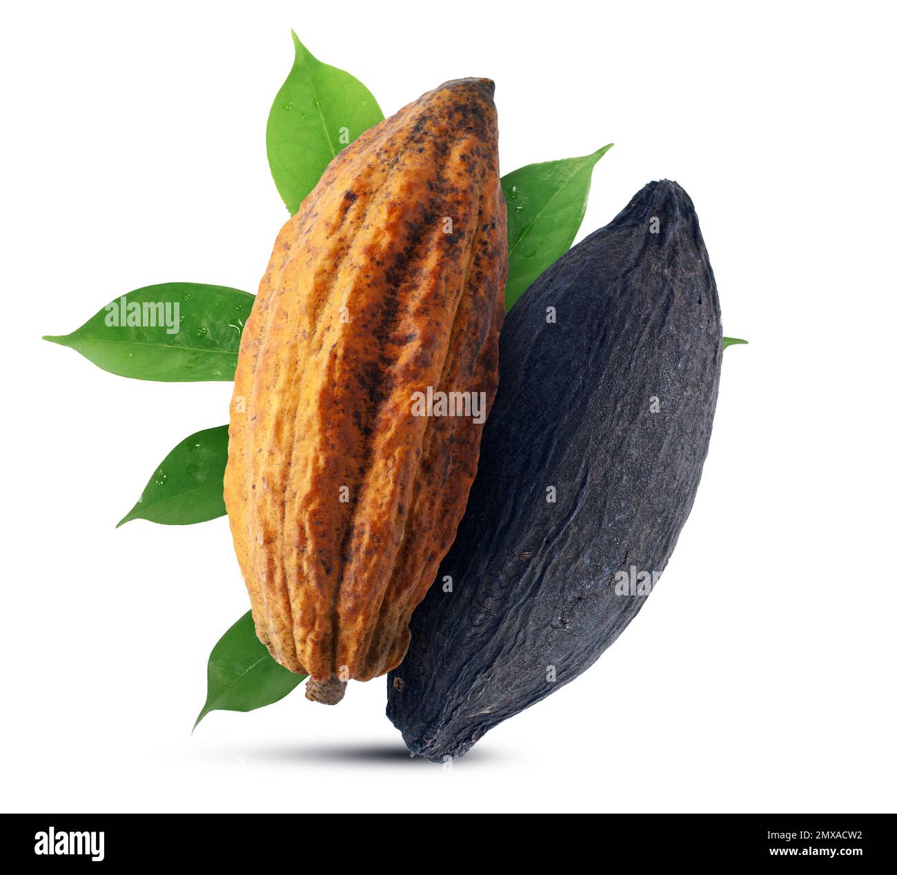 Cocoa fruits or Cacao fruits isolated on white background Stock Photo