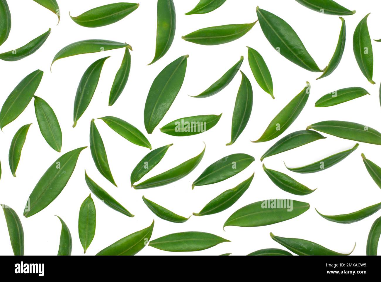 Tropical leaves isolated on white background Stock Photo - Alamy