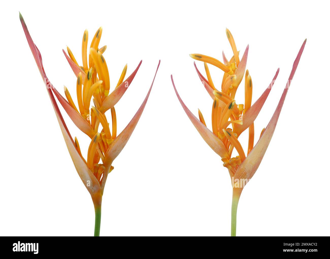 Paradise jungle Cut Out Stock Images Pictures Alamy