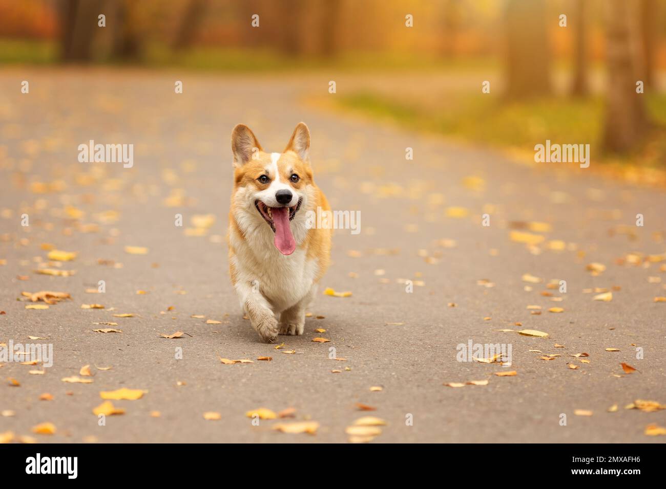 Cute dog of welsh corgi pembroke breed running on the path with yellow fallen leaves in autumn park Stock Photo