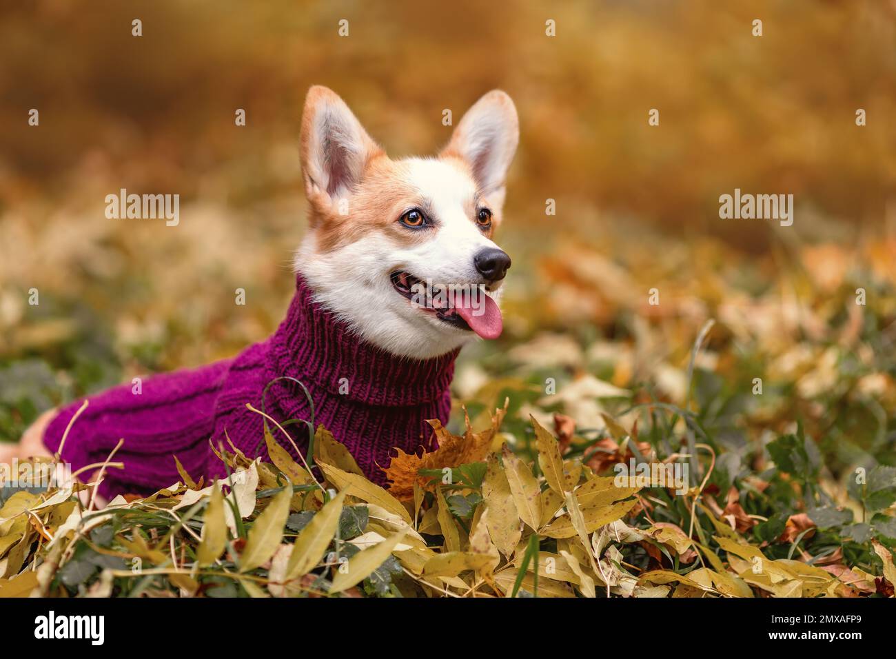 Cute little female dog of welsh corgi pembroke breed wearing knitted sweater at autumn nature among yellow fallen leaves. Pet portrait outdoors. Dog l Stock Photo