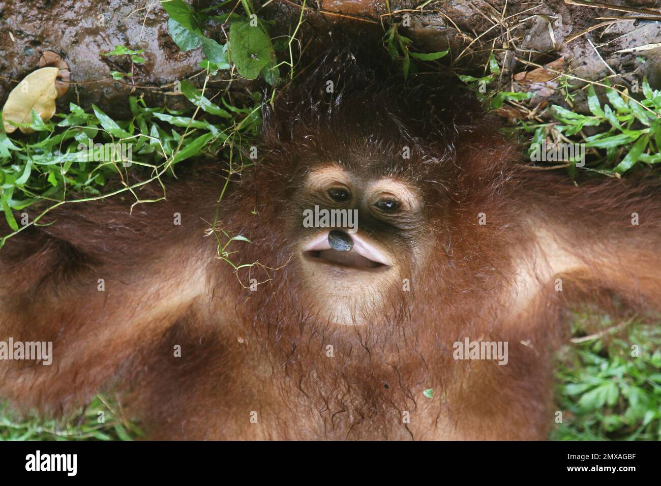The orangutan Stock Photo