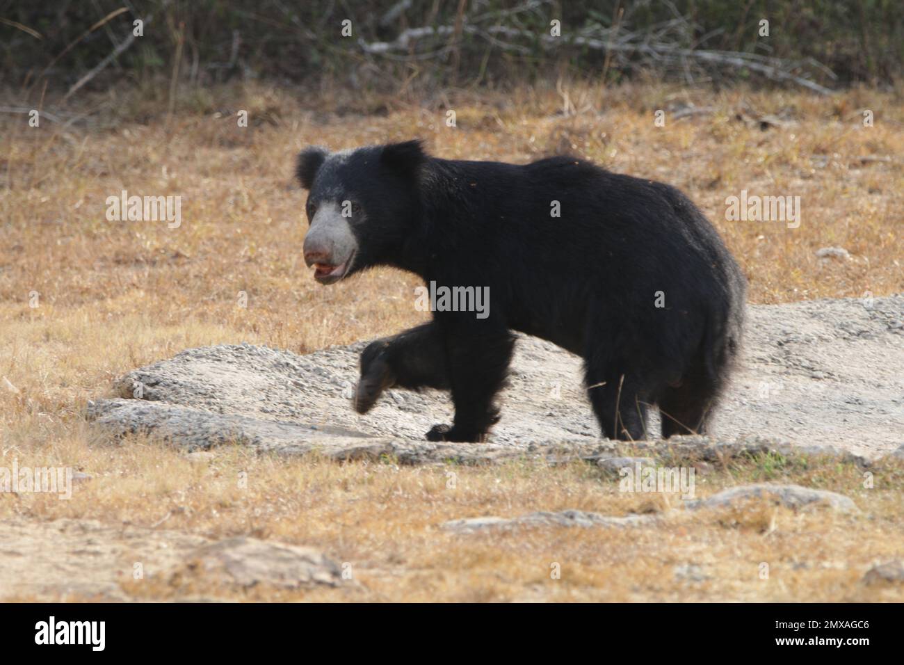 Sri lankan Sloth Bear in thw Wild. Visit Sri Lanka Stock Photo - Alamy