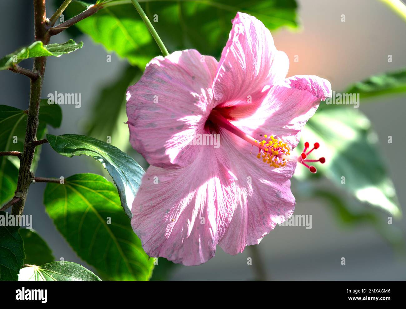 Pink hibiscus flower hi-res stock photography and images - Alamy
