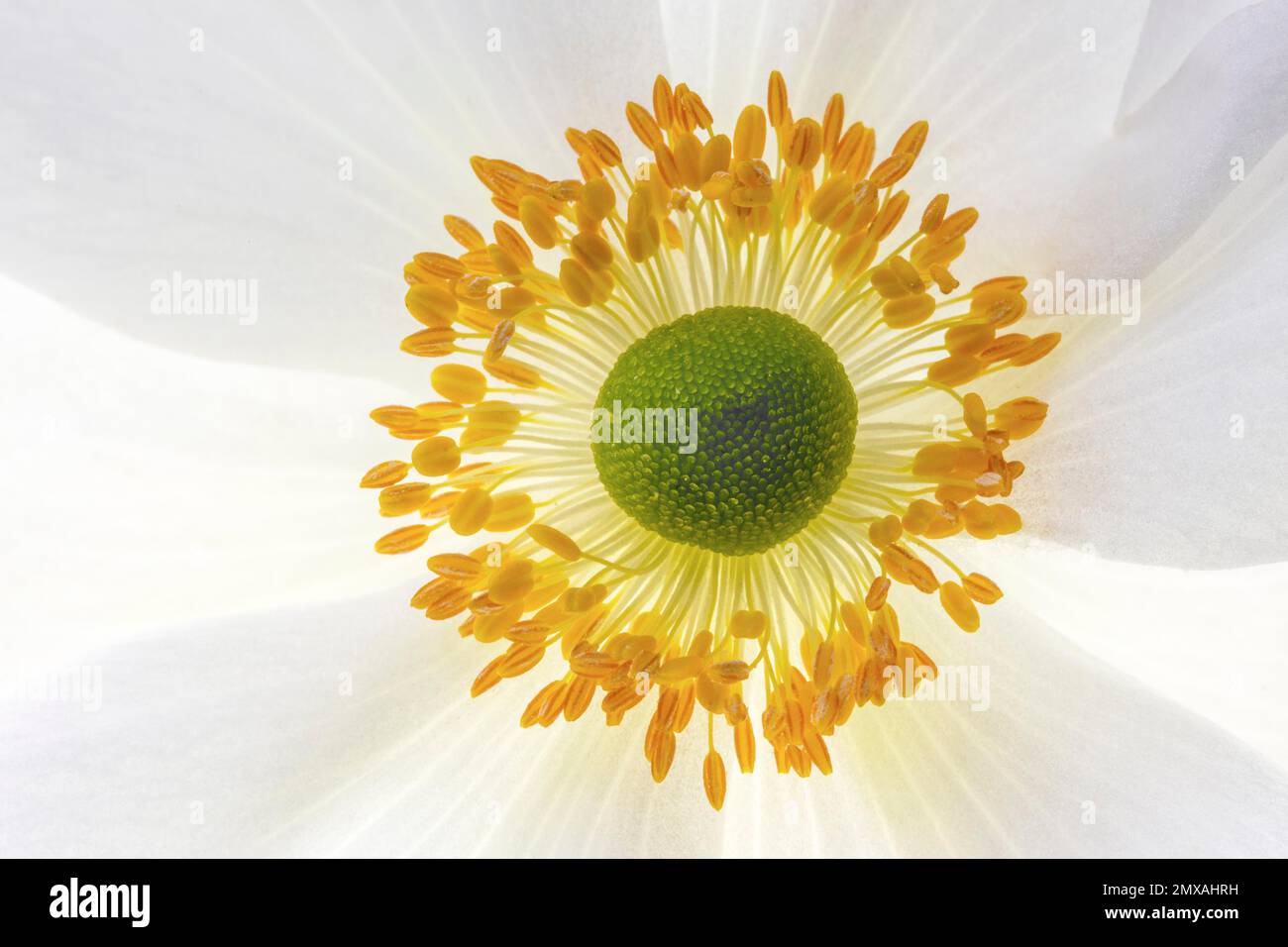 White chinese anemones (Anemone hupehensis), flower, macro photo, Germany Stock Photo