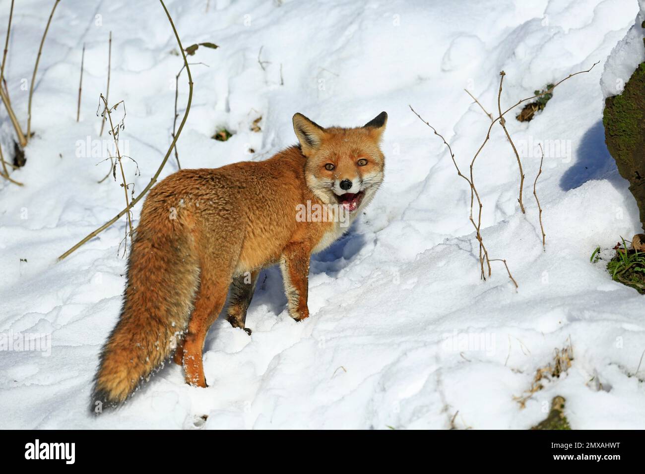 Red fox (Vulpes vulpes) during the rutting season, Warstein, North Rhine-Westphalia, Germany ...