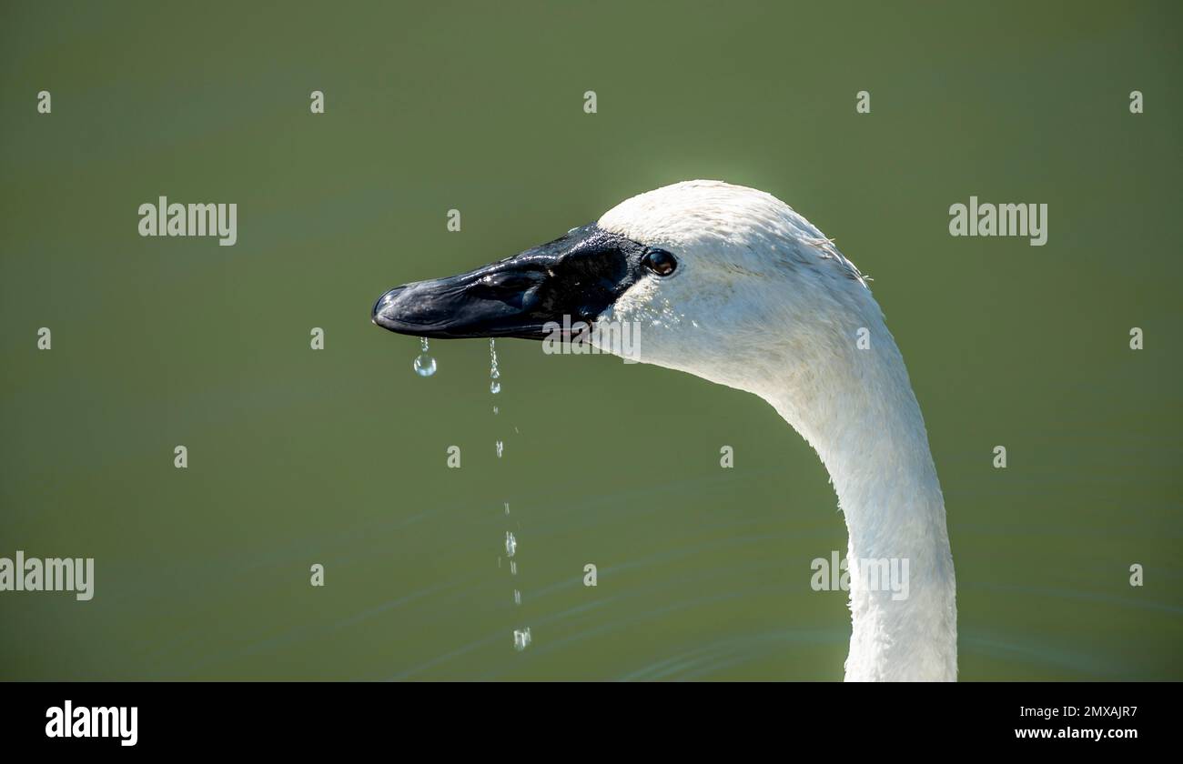 Trumpeter swan (Cygnus buccinator), animal portrait, Alaksen National Wildlife Area, British Columbia, Canada Stock Photo