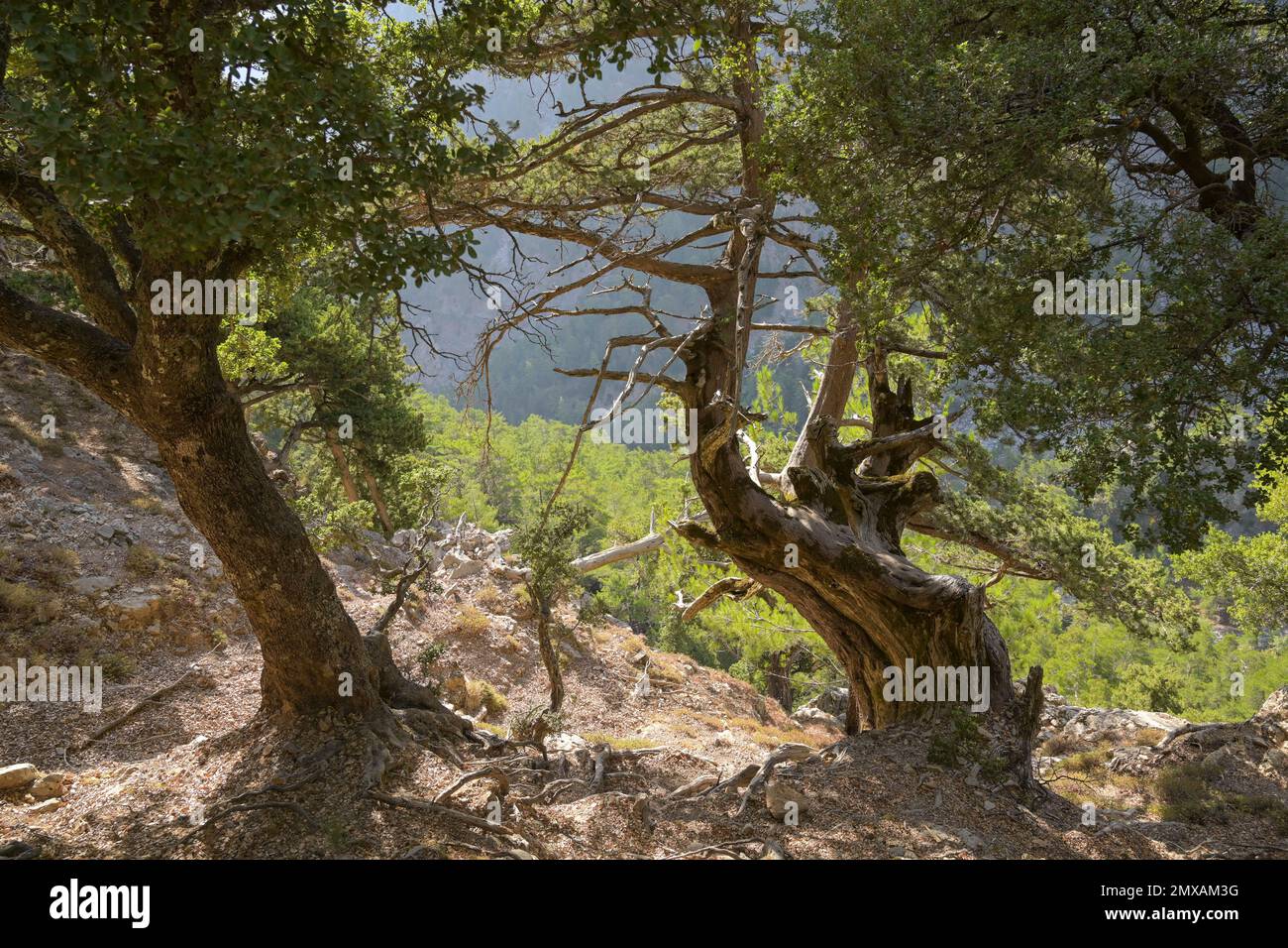 Trees, Samaria Gorge, Upper Passage, Crete, Greece Stock Photo - Alamy