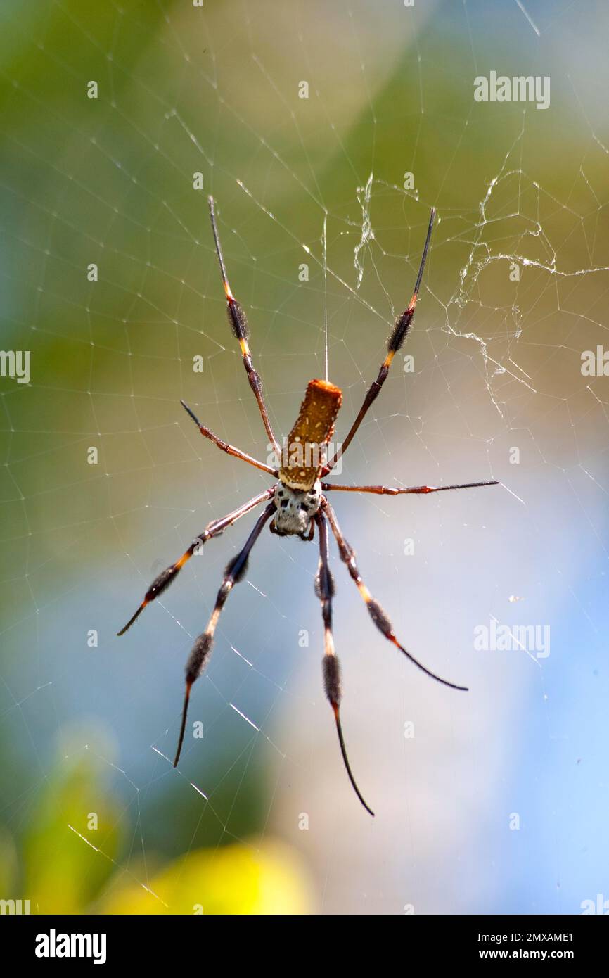 Spider in the web at Ding Darling National Wildlife Refuge/ spider's web, Ding Darling National Wildlife Refuge, Florida, USA Stock Photo