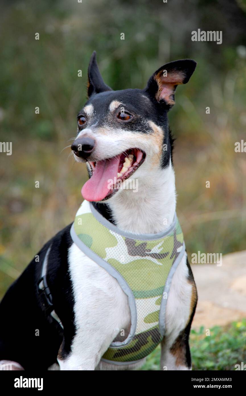 Portrait of a Rat Terrier dog in a camouflage green harness Stock Photo