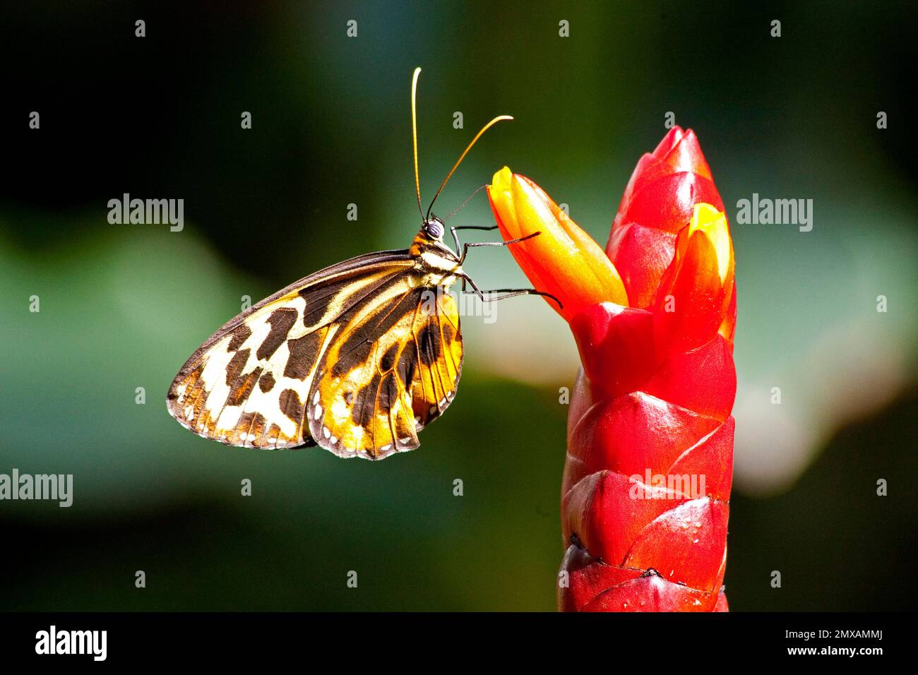 Butterfly Museum, Key West, Florida/ Key West Butterfly & Nature