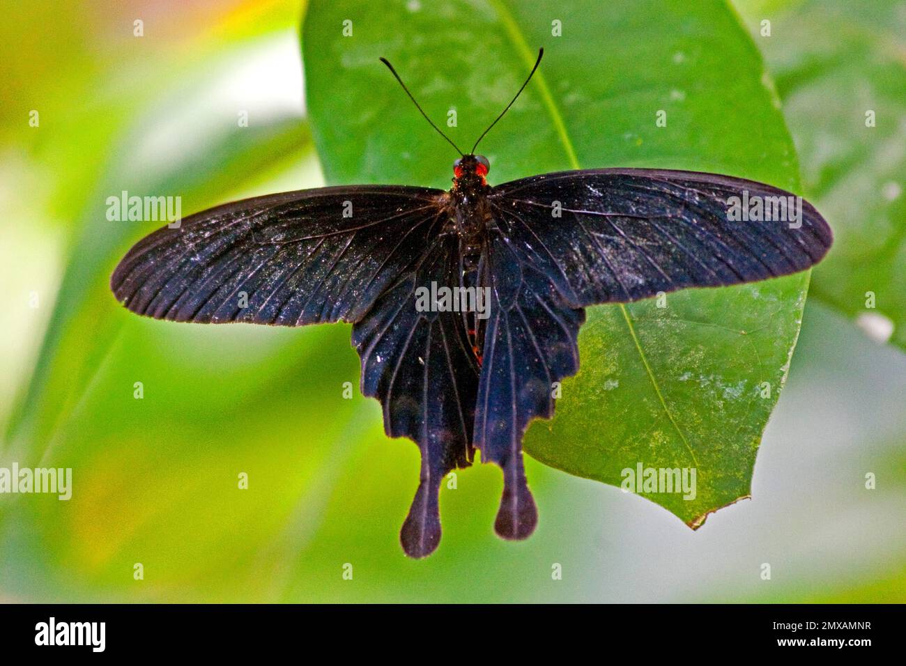 Butterfly Museum, Key West, Florida/ Key West Butterfly & Nature