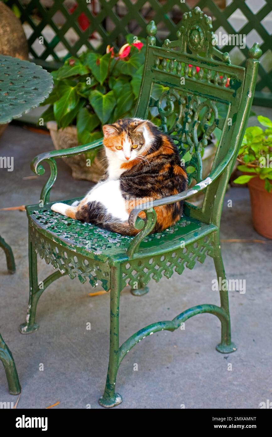 Hemingway House, Key West, Florida/ Hemingway Residence, Key West