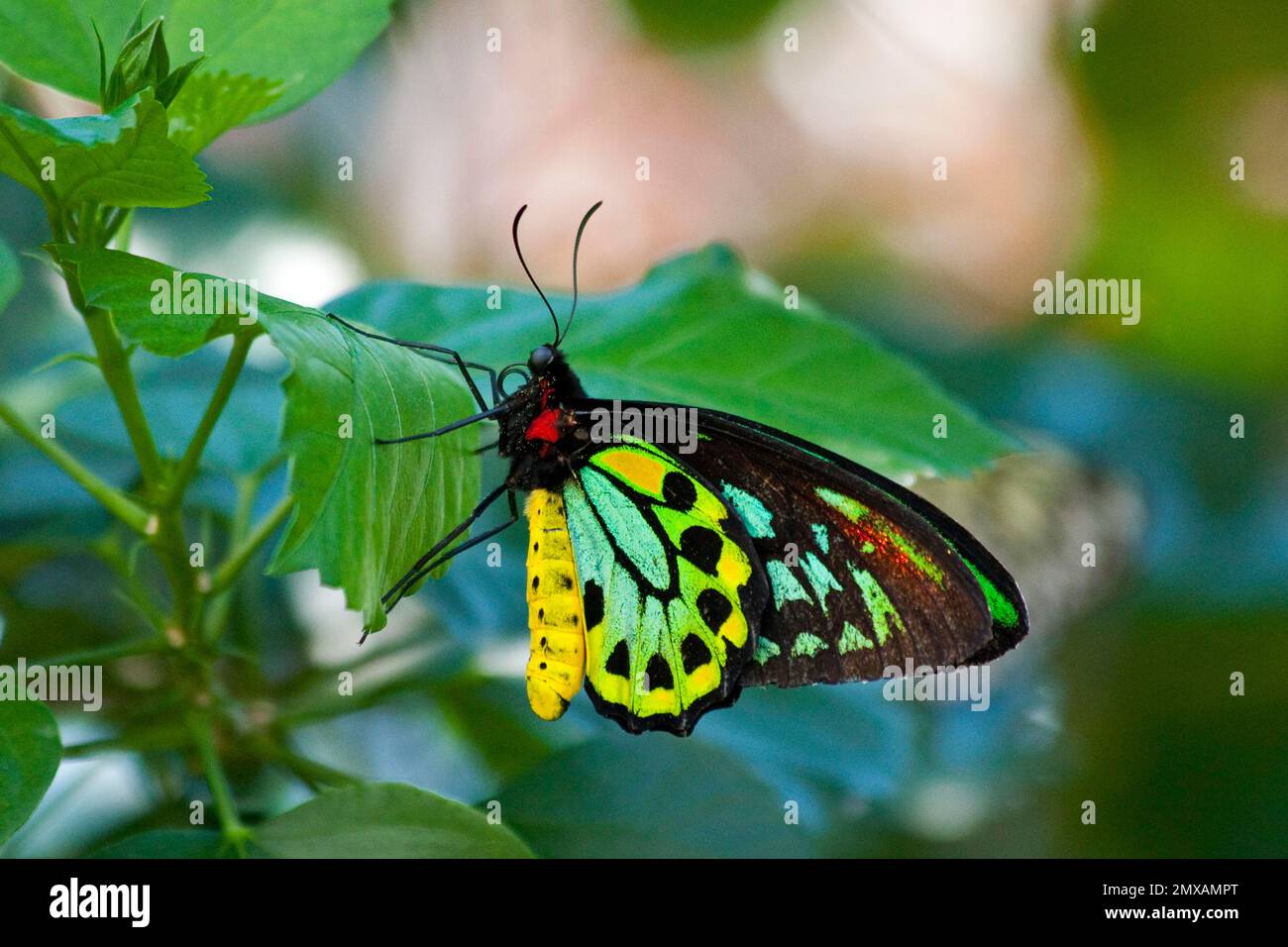 Butterfly Museum, Key West, Florida/ Key West Butterfly & Nature