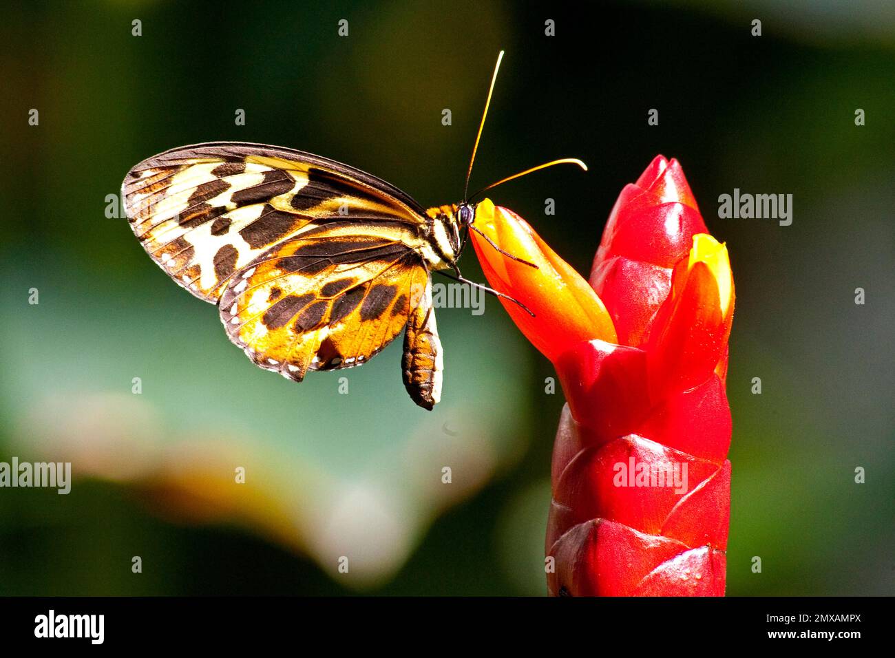 Butterfly Museum, Key West, Florida/ Key West Butterfly & Nature