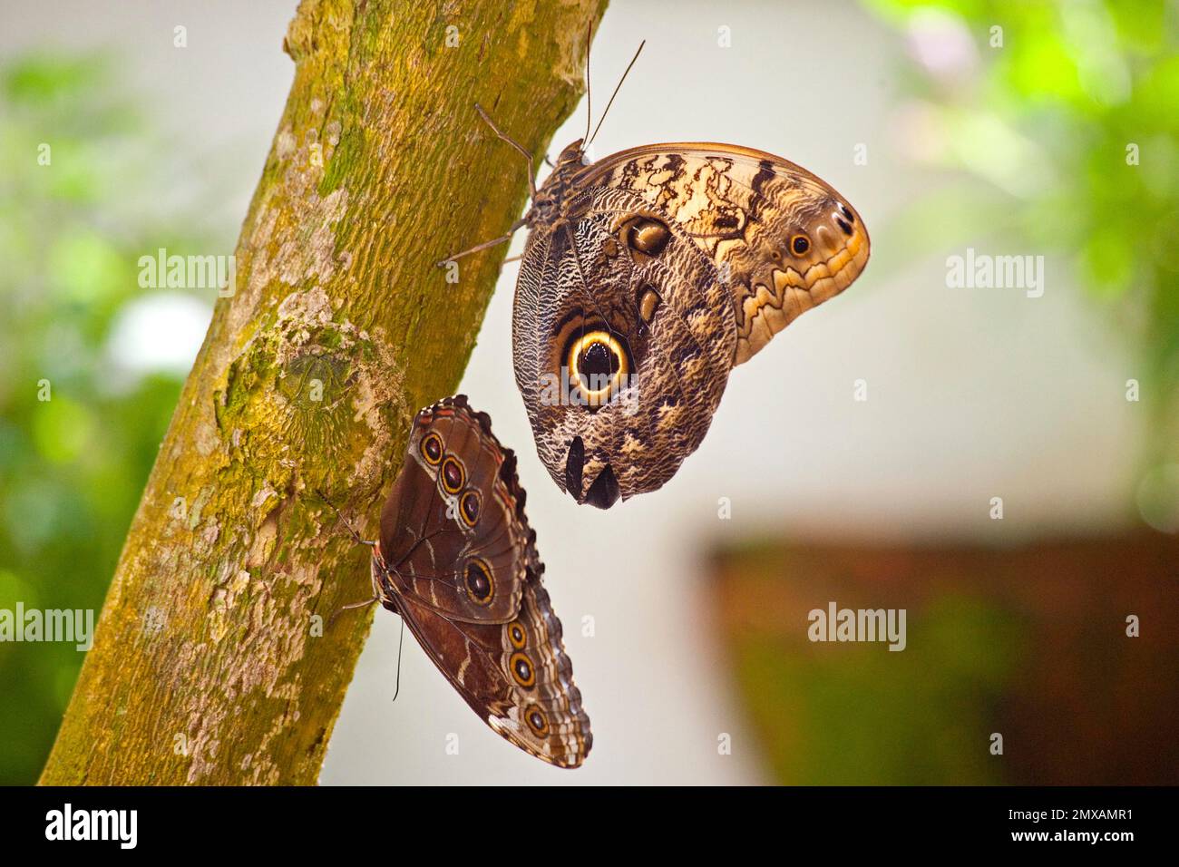 Butterfly Museum, Key West, Florida/ Key West Butterfly & Nature