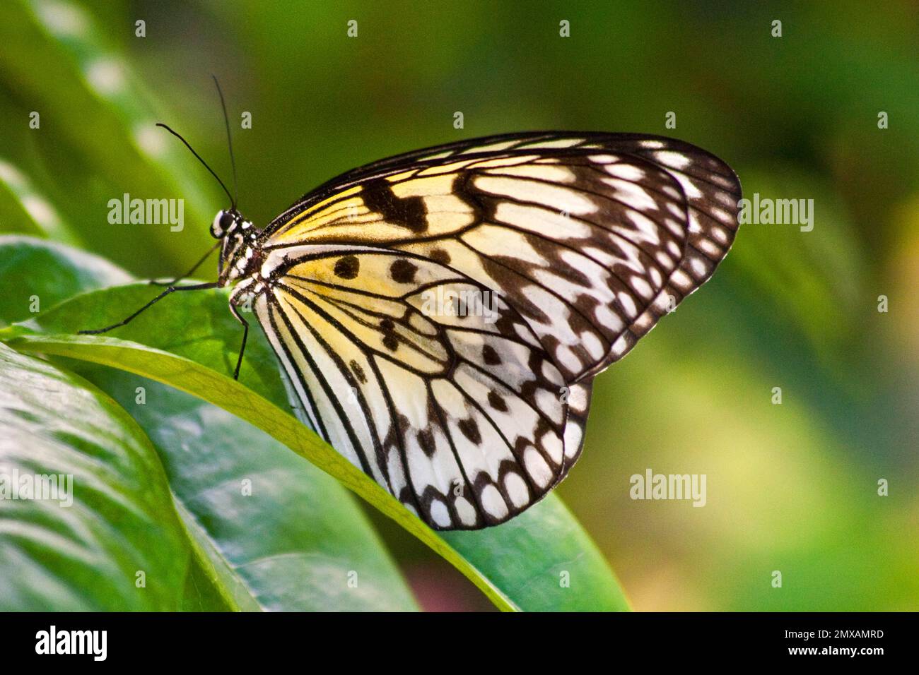 Butterfly Museum, Key West, Florida/ Key West Butterfly & Nature