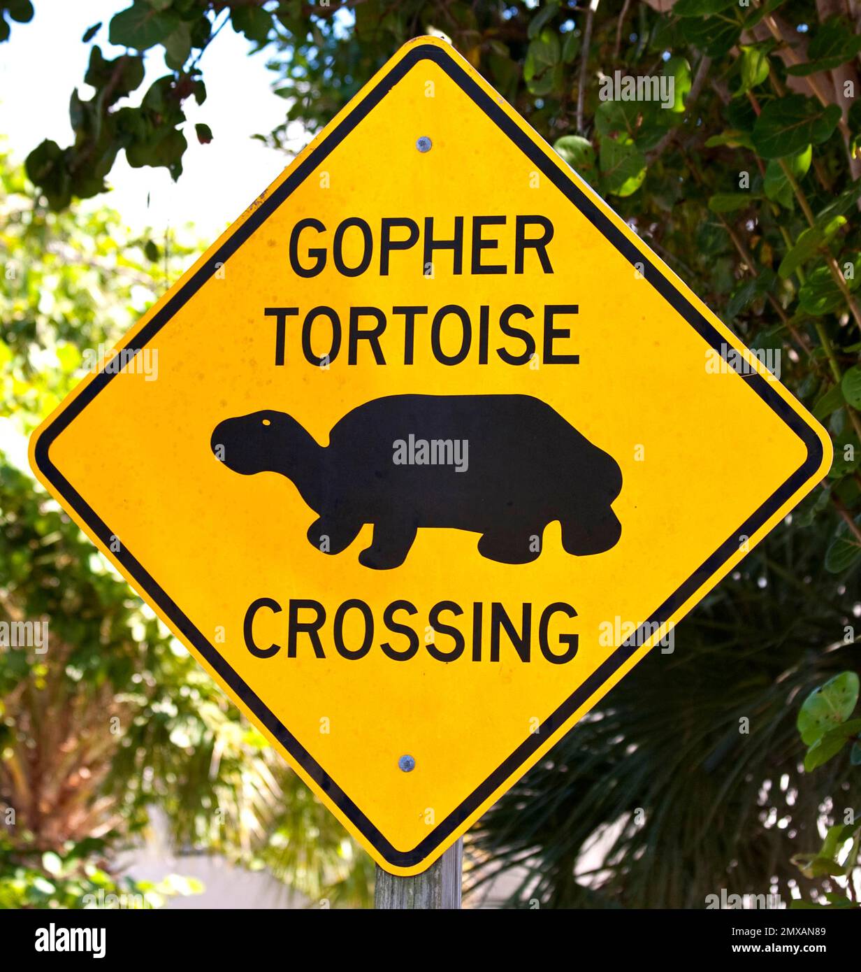Warningsign vor Schildkroeten-Ueberquerung, Florida/ warning sign to Tortoise crossing, Florida, Florida, USA Stock Photo