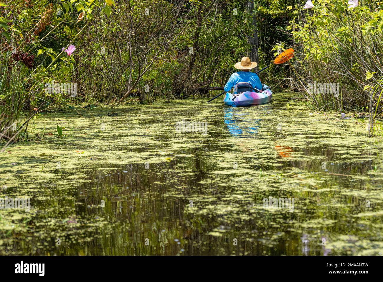 Kayaker paddling toward a tree canopy passage to the North Guana Outpost along the Guana River in Ponte Vedra Beach, Florida. (USA) Stock Photo