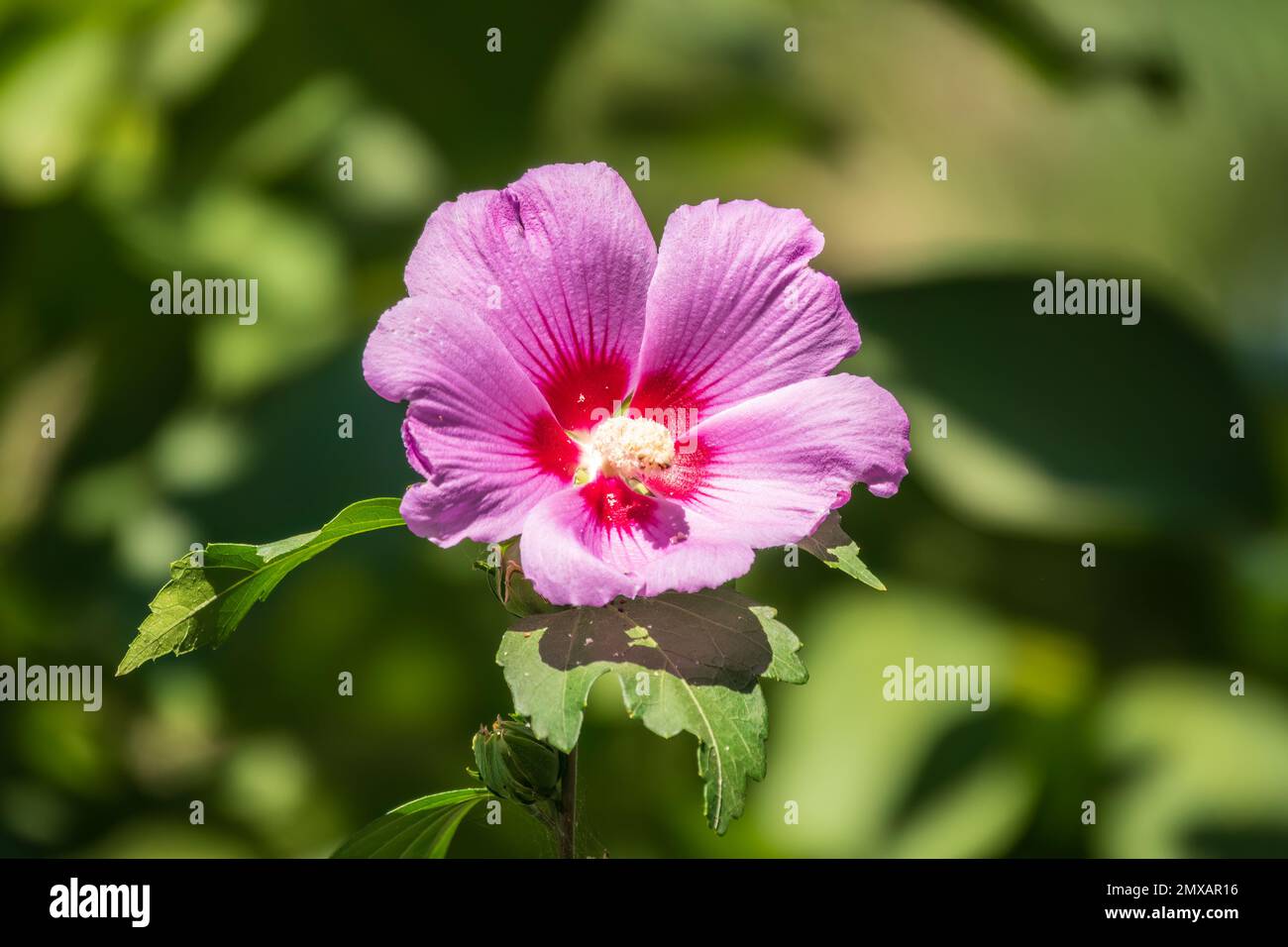 Pink flowers of Hibiscus moscheutos plant close-up. Hibiscus moscheutos ...