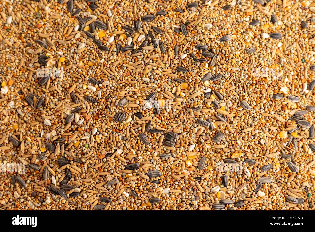 Mixed seeds for birds feed Stock Photo Alamy