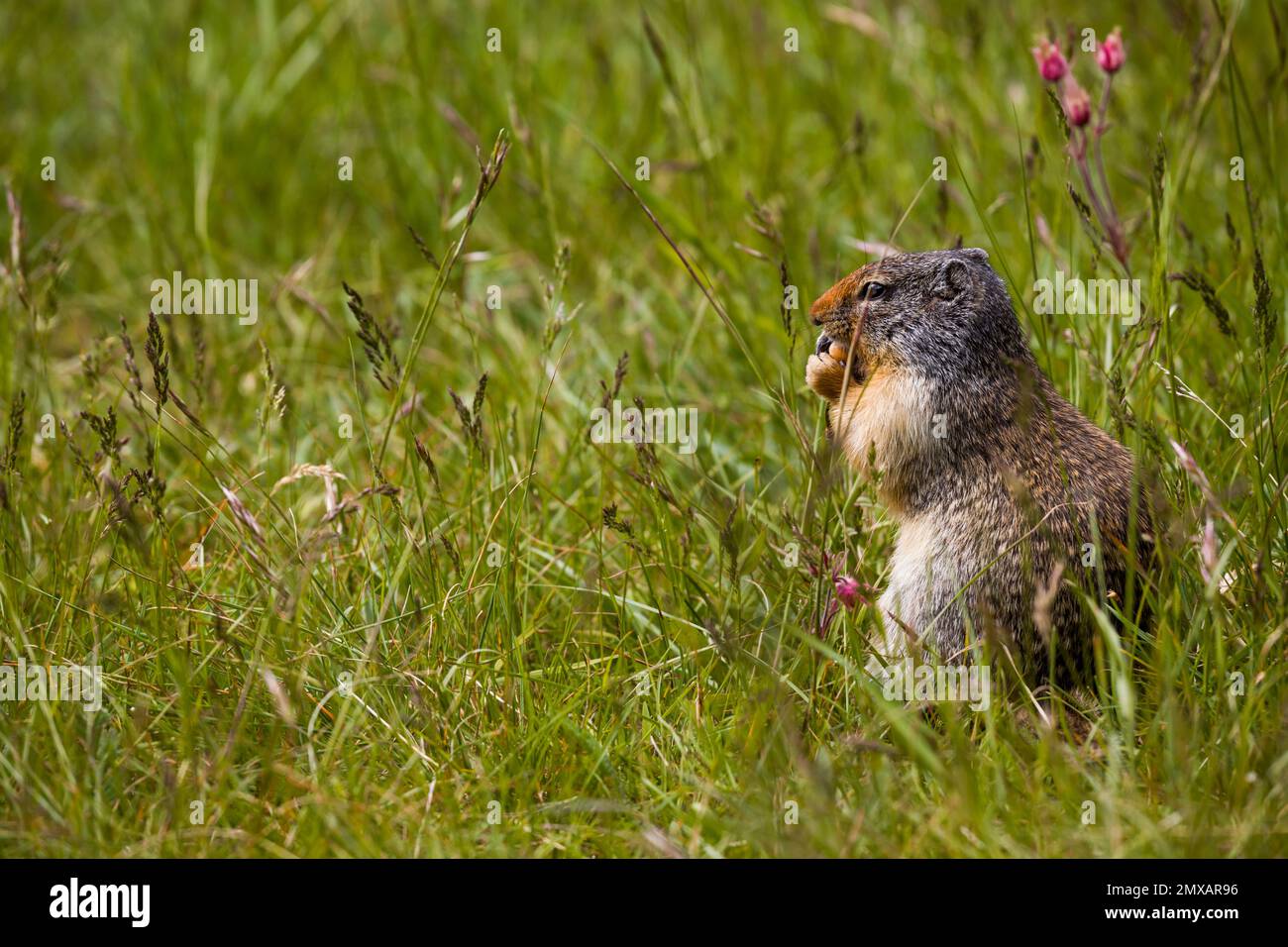 Columbian ground squirrel eats berries. A rodent grazes in the grass of