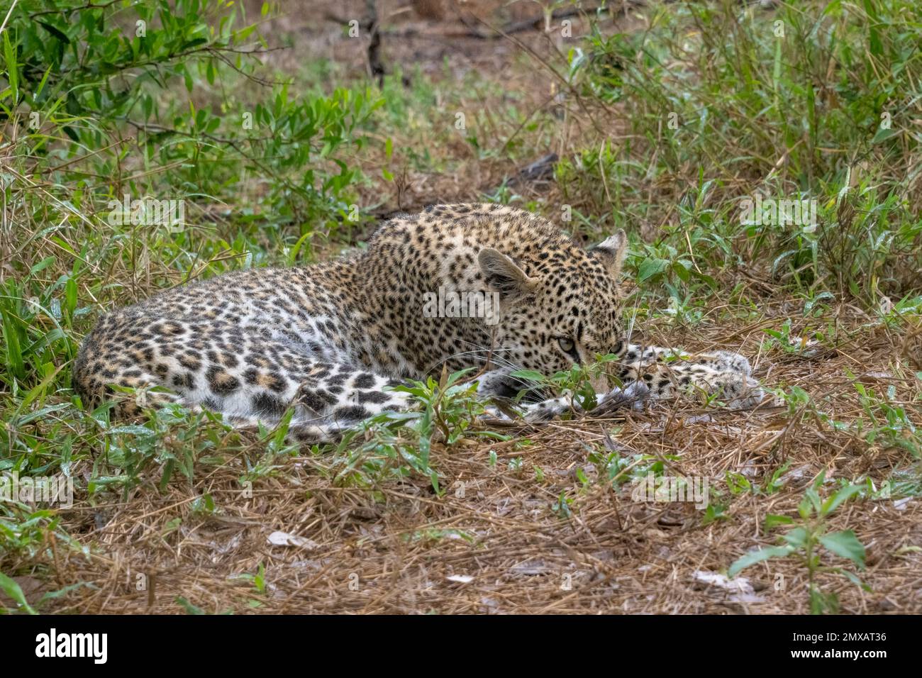 Young Female Leopard with Diamond Droplets of Rain in her Fur Stock Photo