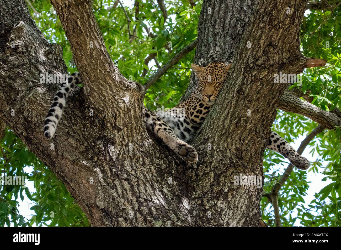 Leopard sleeping in the Branches of a Tree Stock Photo