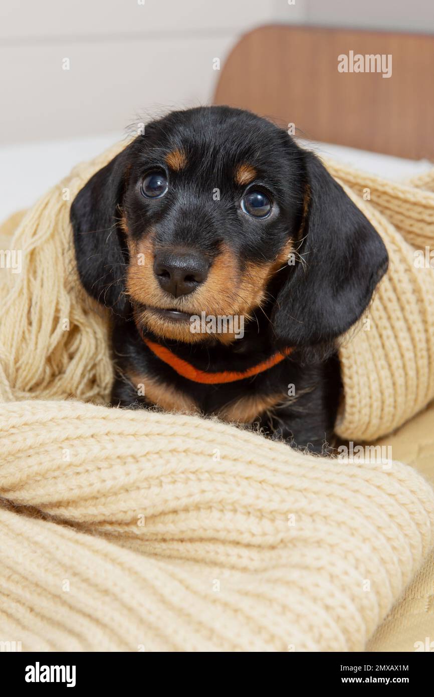 very young puppy of a wirehaired dachshund sleeps on bed under blanket