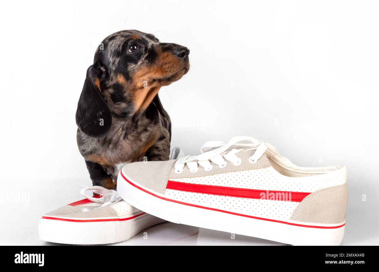 Little marble dachshund puppy with shoes lying on a white studio background Stock Photo
