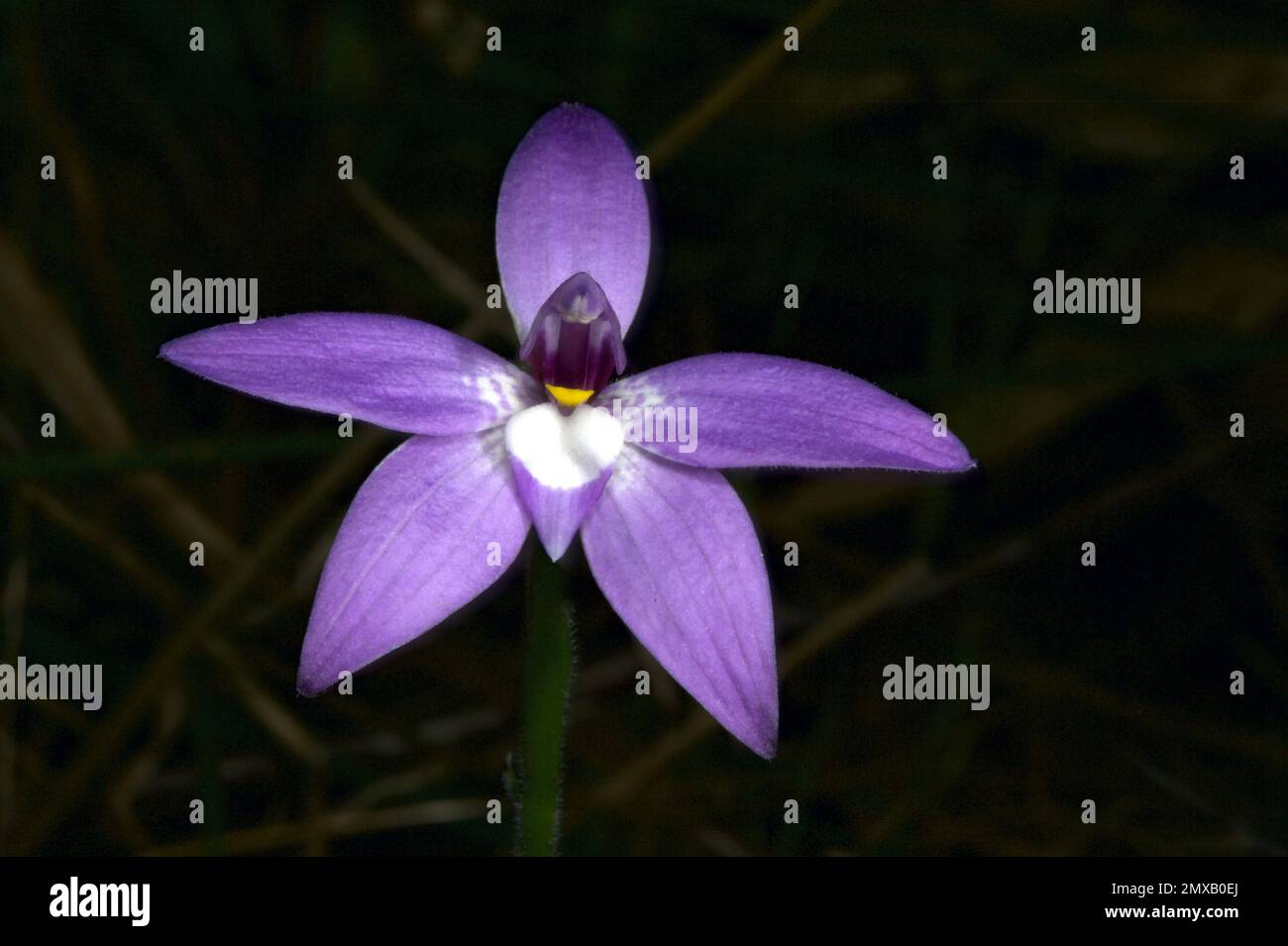 A solitary Wax Lips Orchid (Glossodia Major) showing off its purple beauty at Hochkins Ridge Flora Reserve in Croydon North, Victoria, Australia. Stock Photo