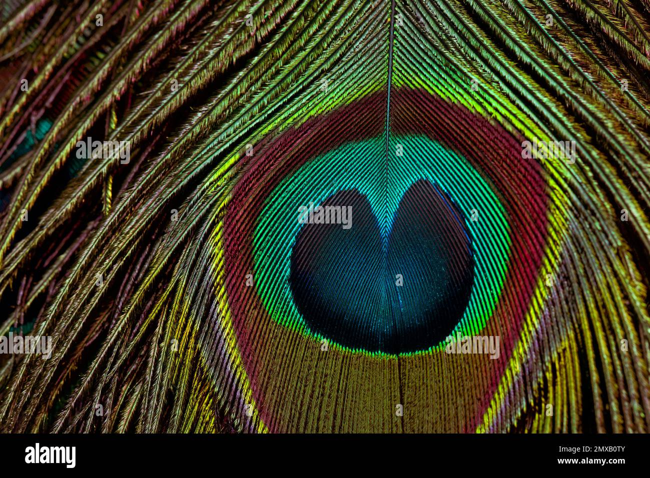 Peacock feather background. Feather closeup. Green feather. Feather isolated. Stock Photo