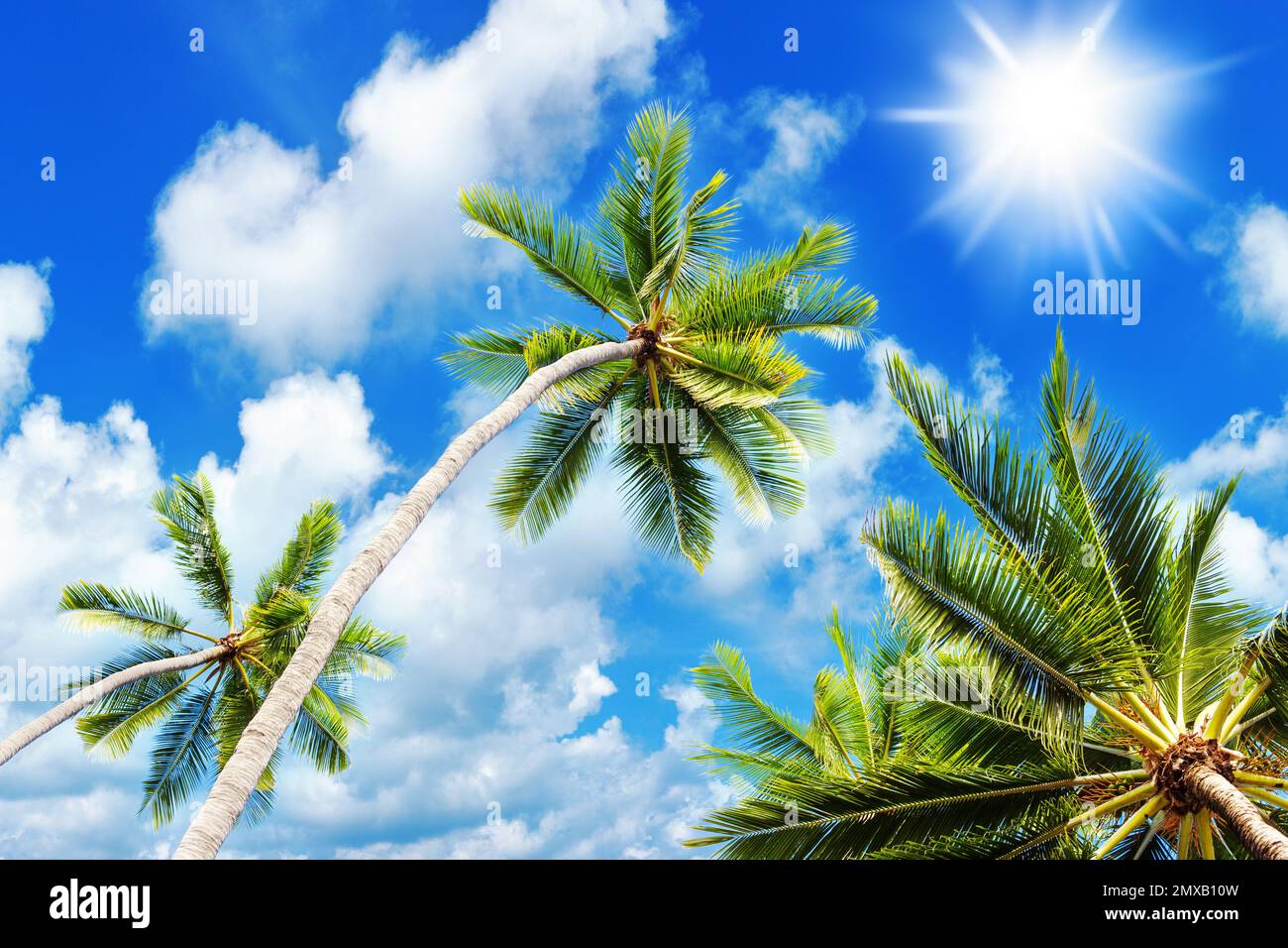 Palm tree green branches, sun blue sky white cloud background, coconut palms leaves, tropical sea island beach, ocean coast landscape, summer holidays Stock Photo
