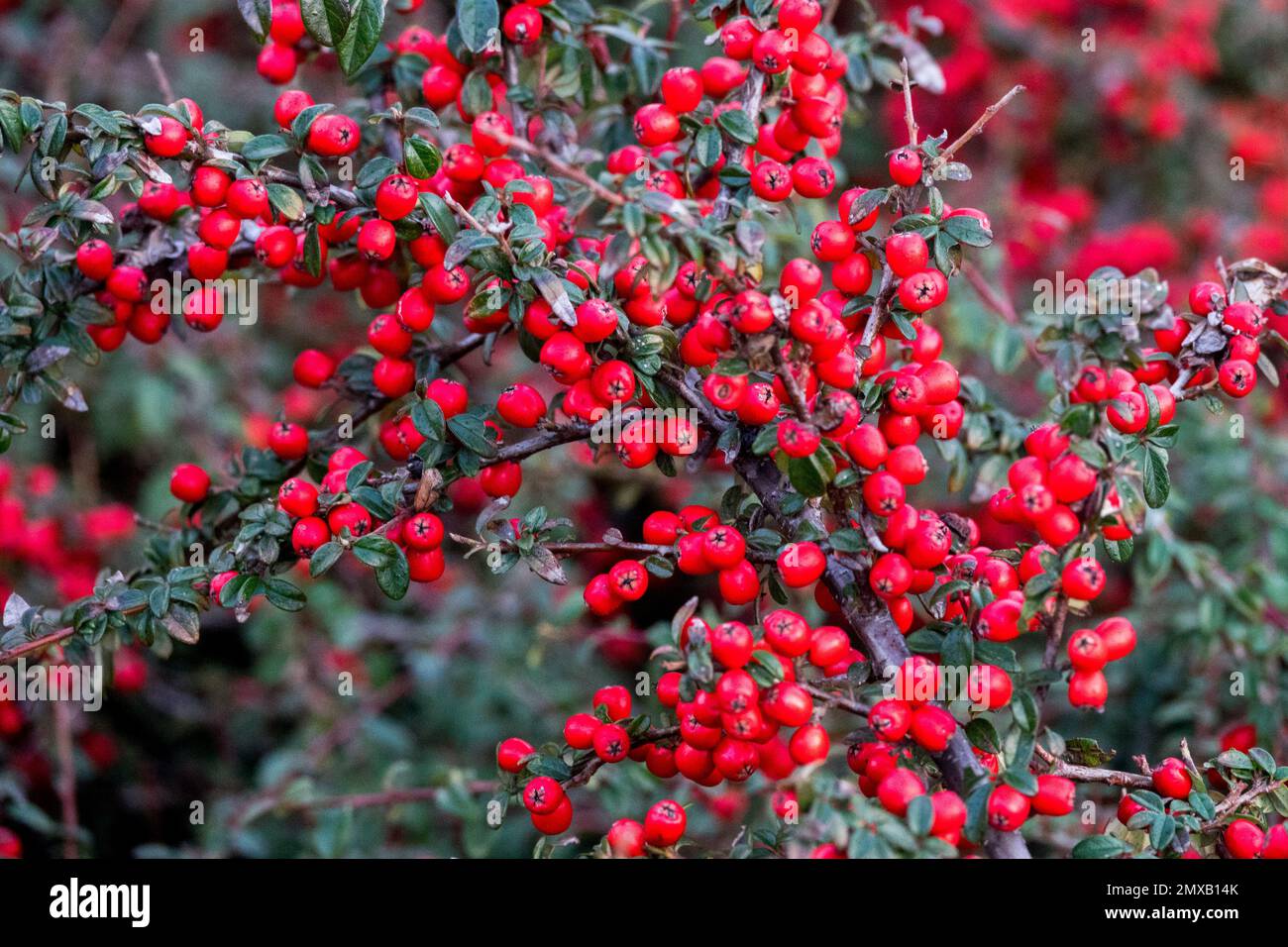 Cotoneaster horizontalis berries, Plant, Fruits, Red berries, Seeds Stock Photo