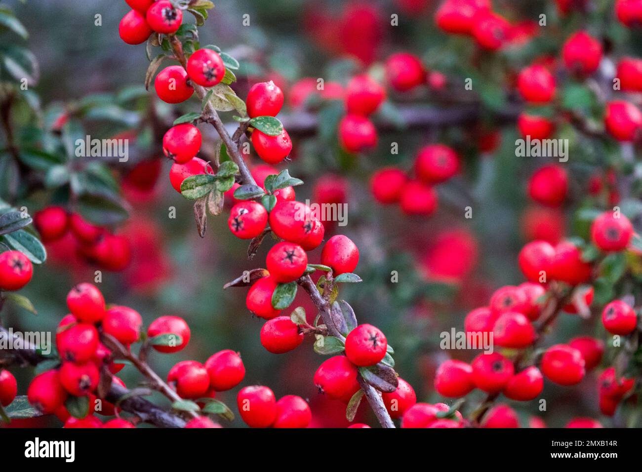 Cotoneaster horizontalis berries, Red berries, Close up, On, Branch Stock Photo