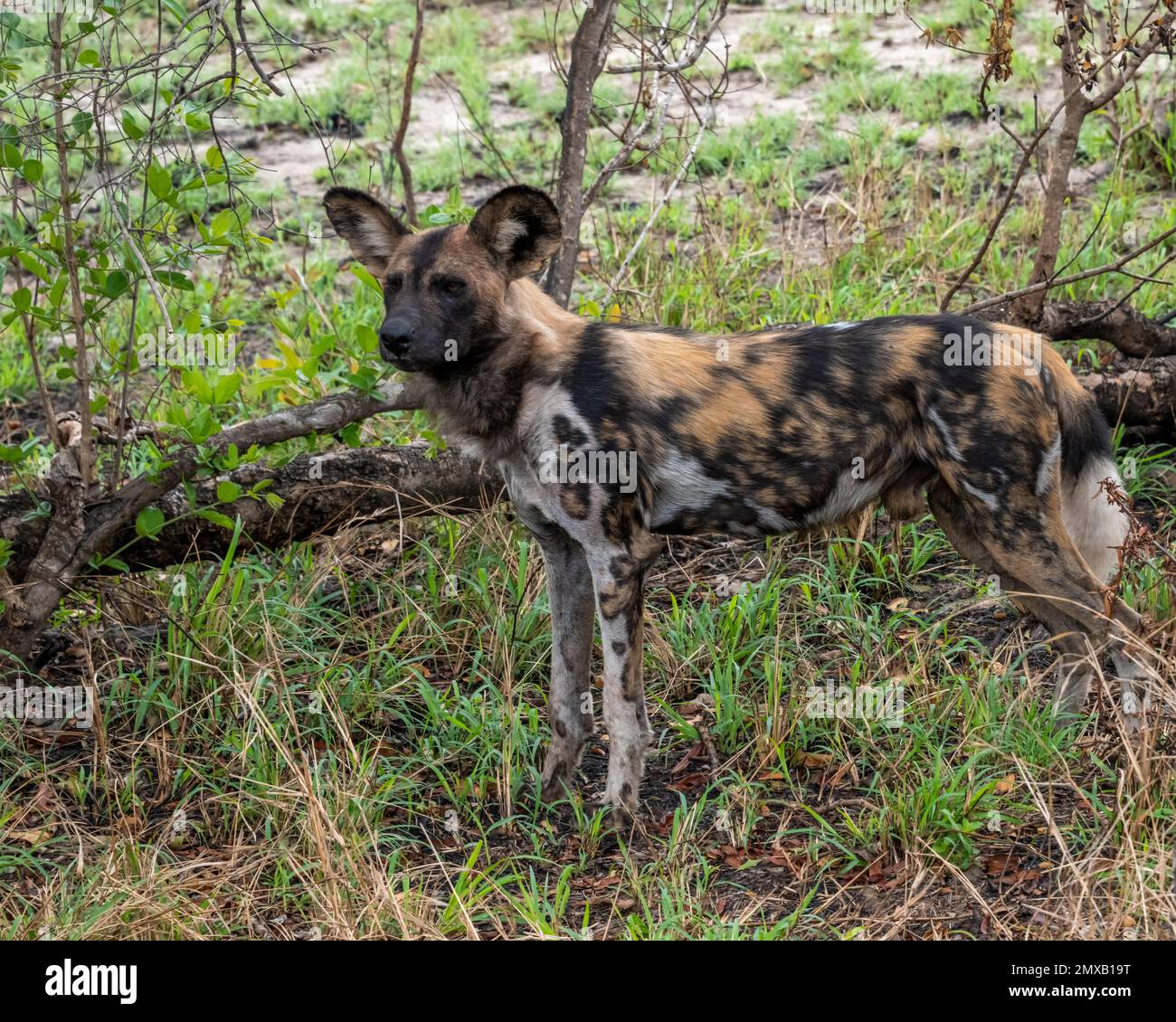 African Painted Dog standing in a Grassy Forest Glade Stock Photo