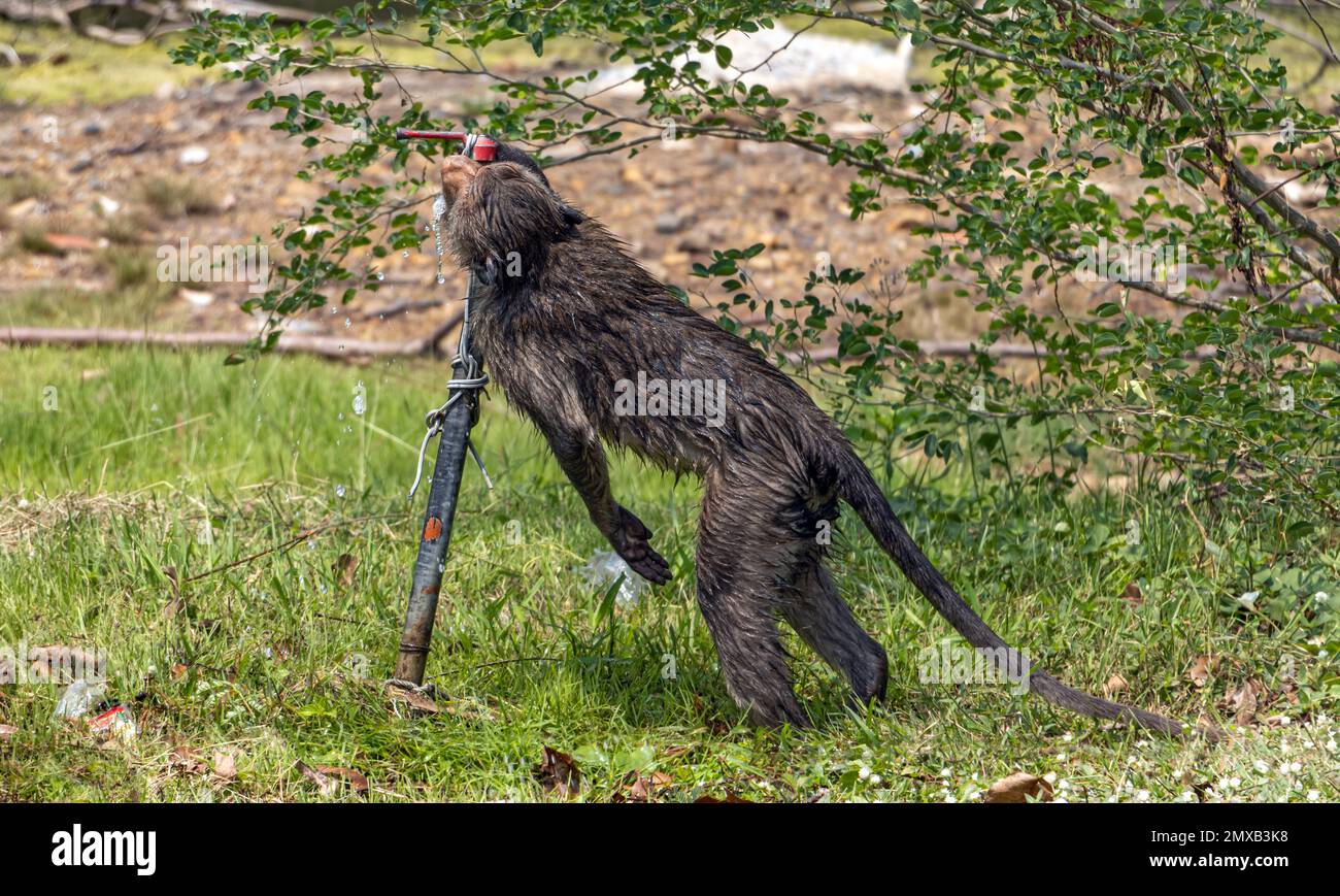 Macaque drinks water from a pipe with a tap, Thai countryside Stock