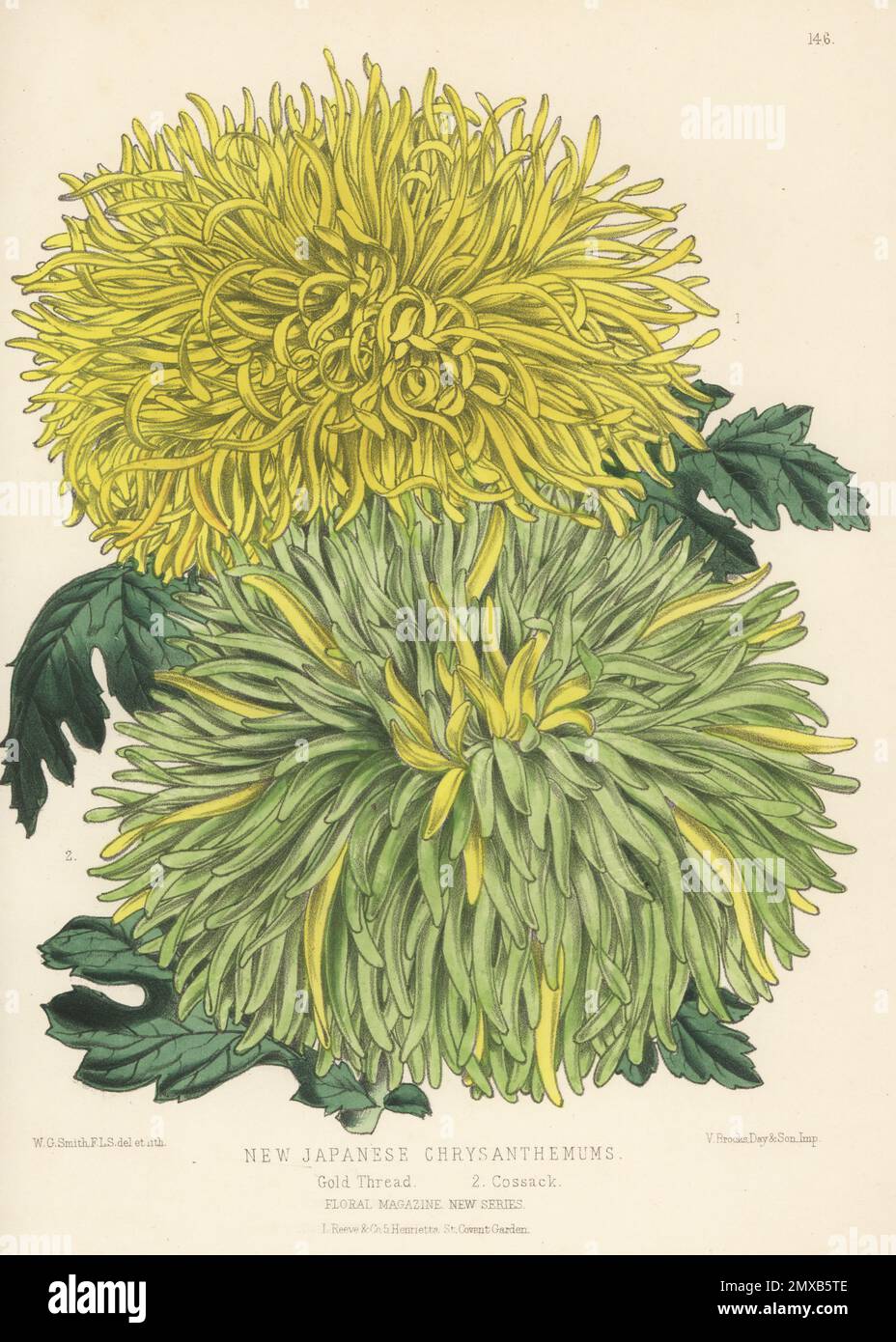 New Japanese chrysanthemum cultivars: Gold Thread and Cossack. Raised by Messrs Veitch and Sons, Chelsea. Handcolored botanical illustration drawn and lithographed by Worthington George Smith from Henry Honywood Dombrain's Floral Magazine, New Series, Volume 4, L. Reeve, London, 1875. Lithograph printed by Vincent Brooks, Day & Son. Stock Photo