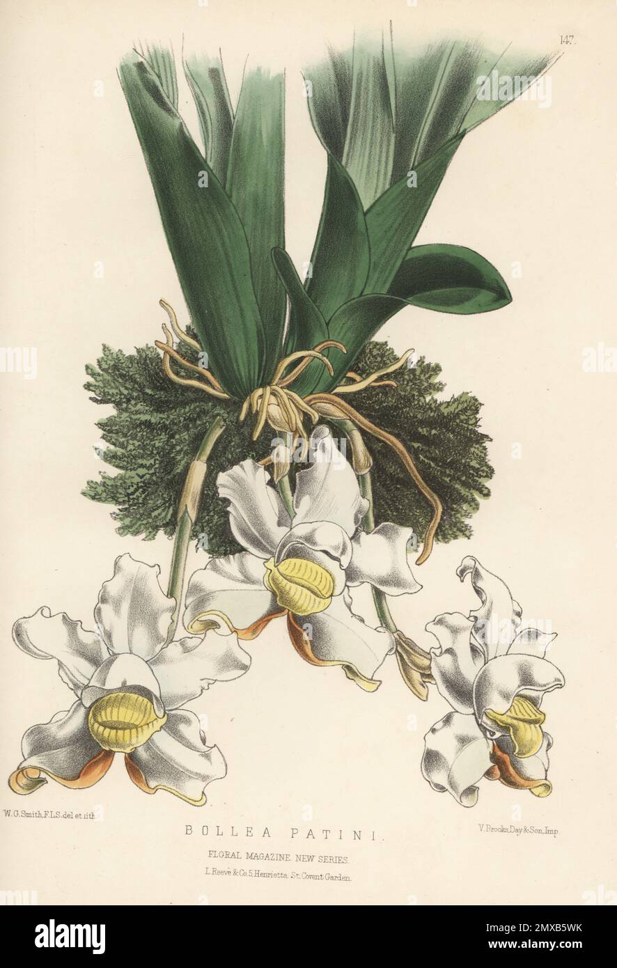 Pescatoria lalindei orchid, native to Costa Rica, Panama and South America. As Bollea patini, named for plant collector Mr. C. Patin who found it in New Granada in 1873. Handcolored botanical illustration drawn and lithographed by Worthington George Smith from Henry Honywood Dombrain's Floral Magazine, New Series, Volume 4, L. Reeve, London, 1875. Lithograph printed by Vincent Brooks, Day & Son. Stock Photo