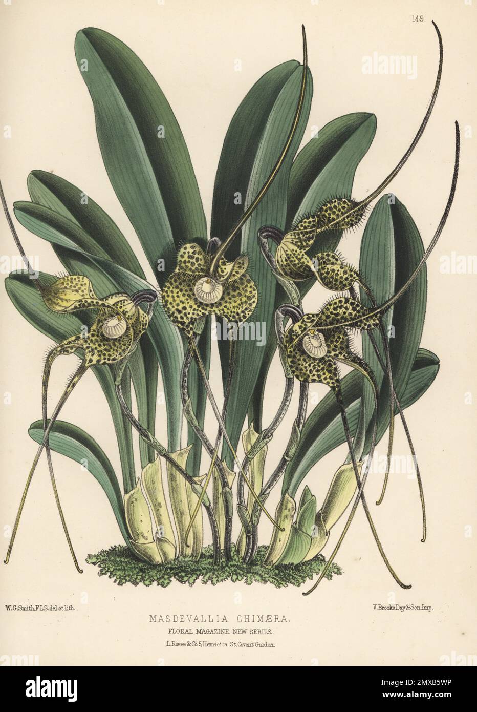 Dracula nycterina orchid, native to Colombia. Flowered by William Bull at his Chelsea nursery. As Masdevallia chimaera, discovered by orchid collector Benedikt Roezl. Handcolored botanical illustration drawn and lithographed by Worthington George Smith from Henry Honywood Dombrain's Floral Magazine, New Series, Volume 4, L. Reeve, London, 1875. Lithograph printed by Vincent Brooks, Day & Son. Stock Photo