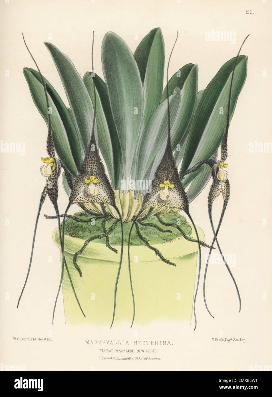 Dracula nycterina orchid in pot, native to Colombia. Introduced to Europe by Linden from New Granada. As Masdevallia nycterina. Handcolored botanical illustration drawn and lithographed by Worthington George Smith from Henry Honywood Dombrain's Floral Magazine, New Series, Volume 4, L. Reeve, London, 1875. Lithograph printed by Vincent Brooks, Day & Son. Stock Photo