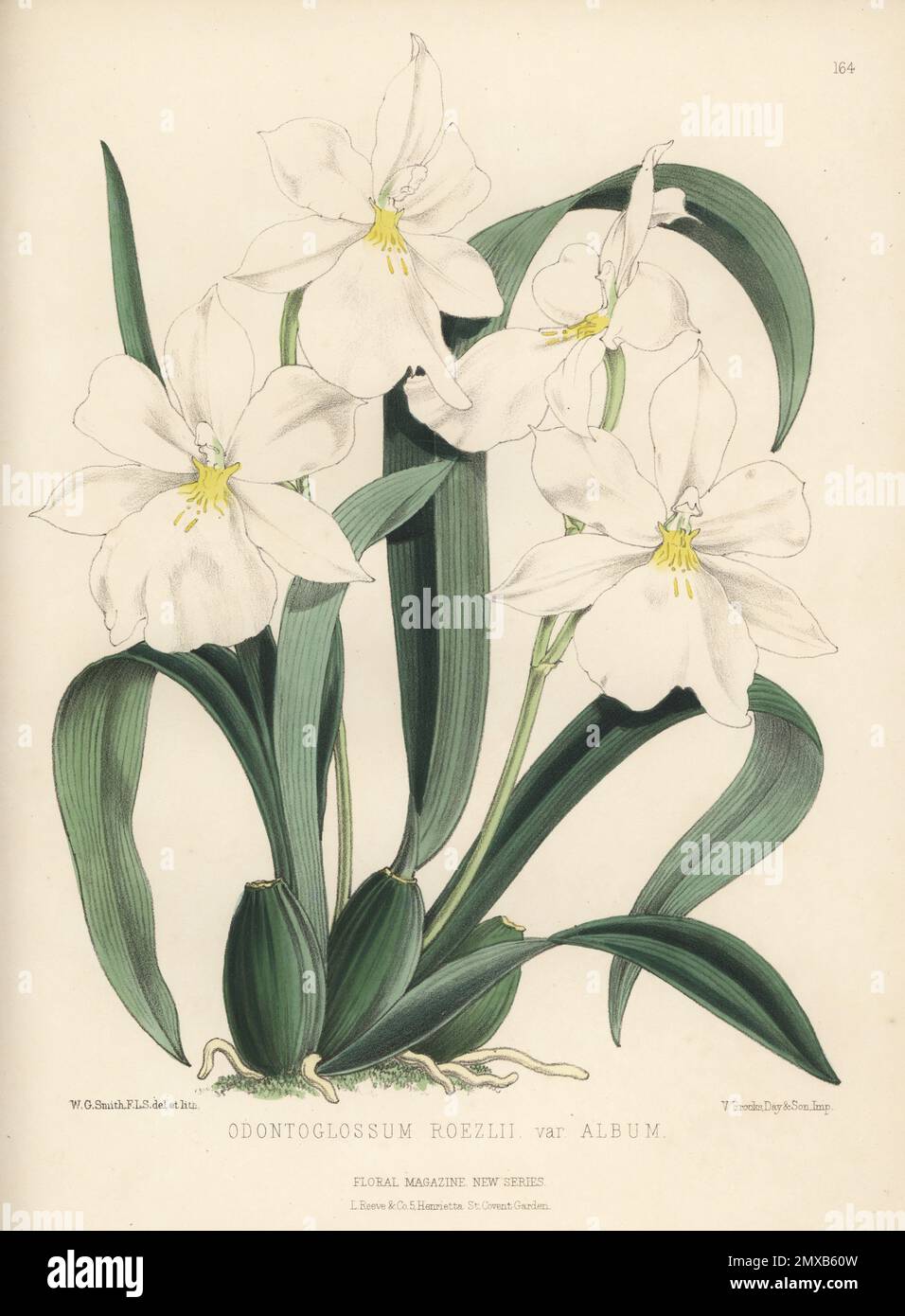White Miltoniopsis orchid, Miltoniopsis roezlii, native to Colombia, Ecuador, Peru and Panama. Named for orchid collector Benedikt Roezl, imported by William Bull of Chelsea. As Odontoglossum roezlii var. album. Handcolored botanical illustration drawn and lithographed by Worthington George Smith from Henry Honywood Dombrain's Floral Magazine, New Series, Volume 3, L. Reeve, London, 1874. Lithograph printed by Vincent Brooks, Day & Son. Stock Photo
