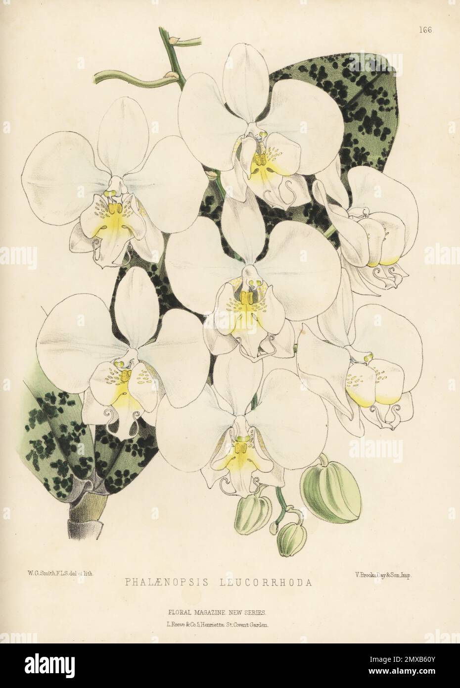 Phalaenopsis × leucorrhoda orchid, natural hybrid of P. aphrodite and P. schilleriana, native to the Philippines. Imported by William Bull of Chelsea. As Phalaenopsis leucorrhoda. Handcolored botanical illustration drawn and lithographed by Worthington George Smith from Henry Honywood Dombrain's Floral Magazine, New Series, Volume 3, L. Reeve, London, 1874. Lithograph printed by Vincent Brooks, Day & Son. Stock Photo